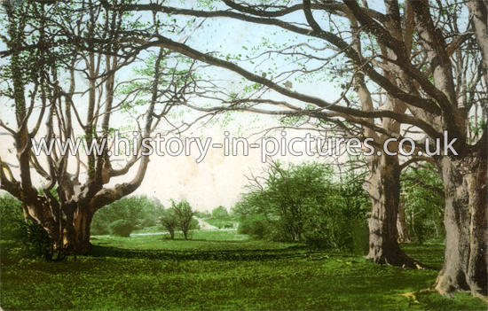 Forest by Rangers Road, Chingford, London. c.1903.
